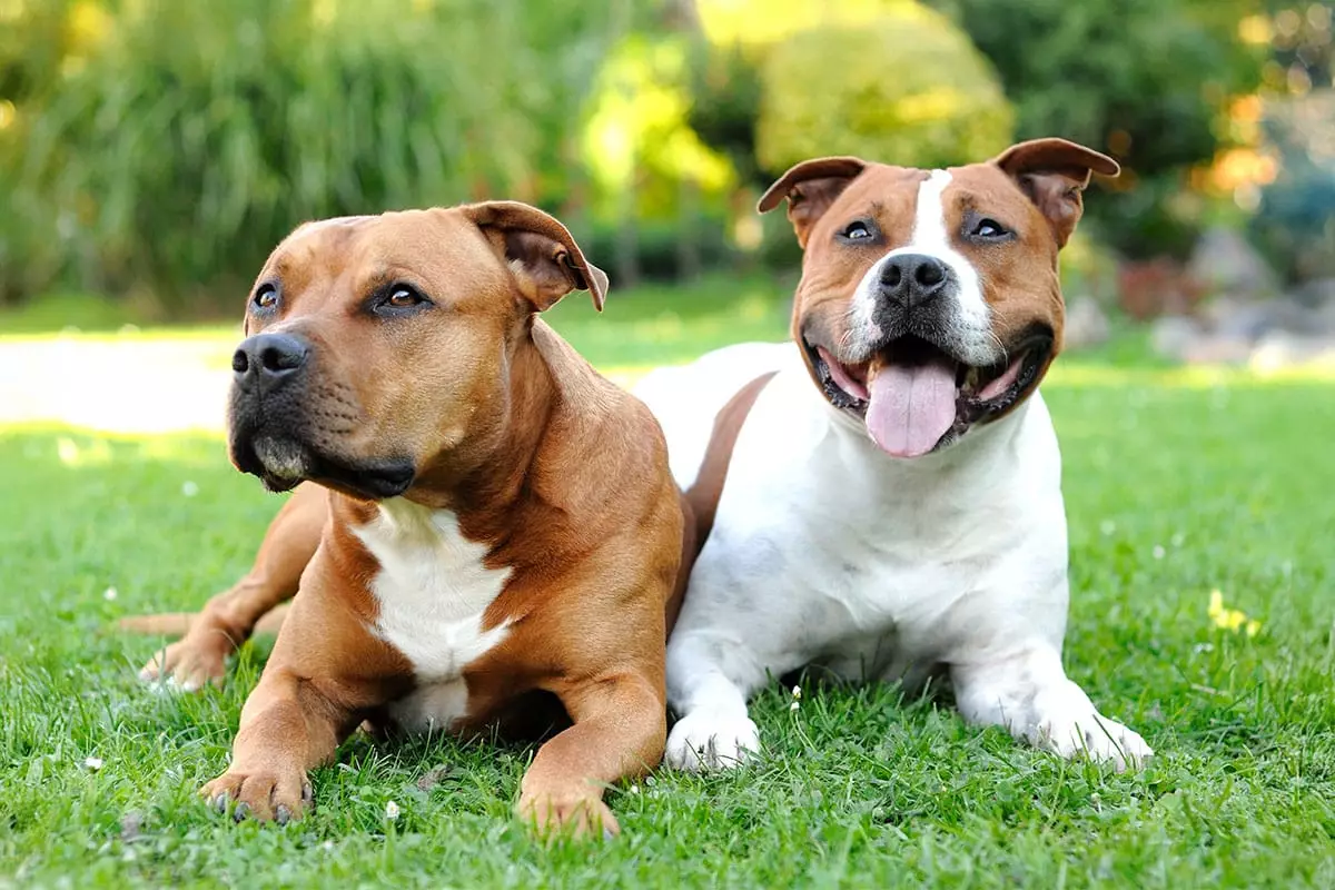 The Unbreakable Bond: Discovering the Heartfelt Power of the Perfect Canine Companion