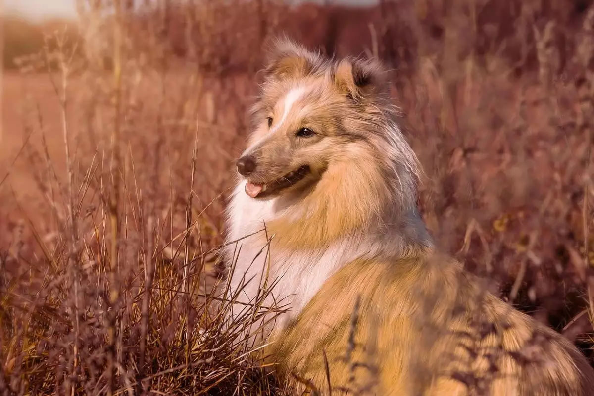 Unveiling the Noble Power of Sensitive Dogs: Unsung Heroes of Compassion and Connection