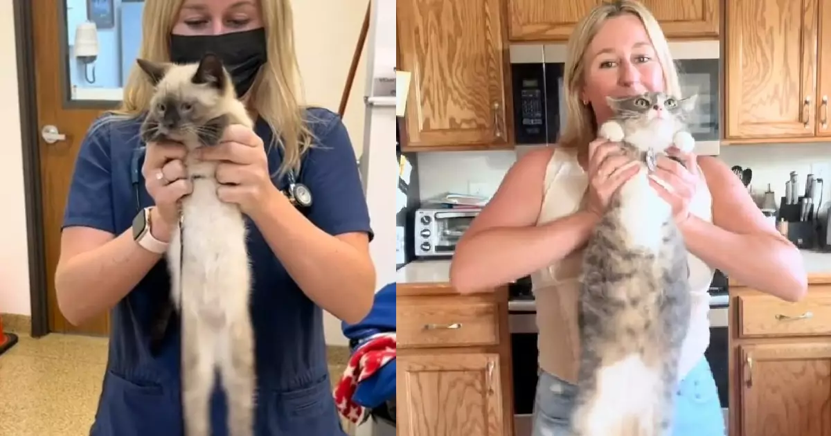 The Hidden Truth in Ancient Cats’ Tales: Unlocking Your Pet’s True Temperament