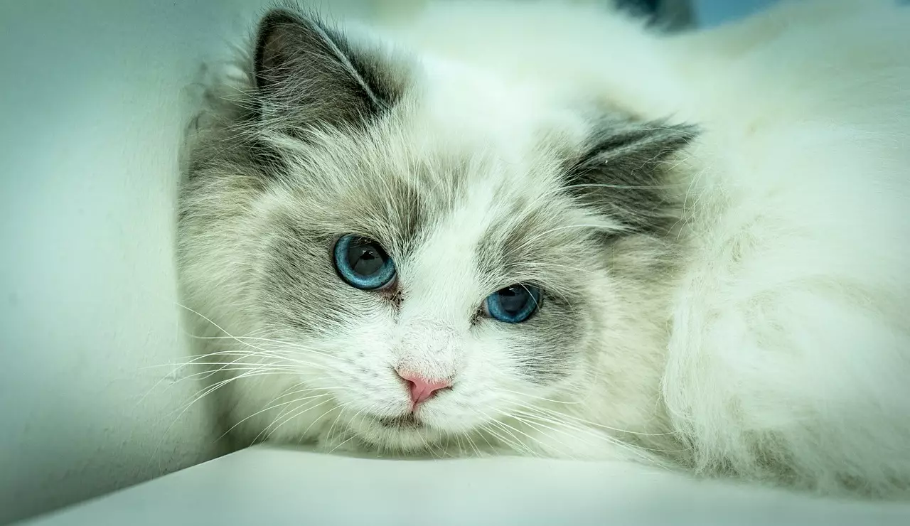 Unleashing the Voice of Charm: Discover the Most Engaging and Expressive Cat Breeds