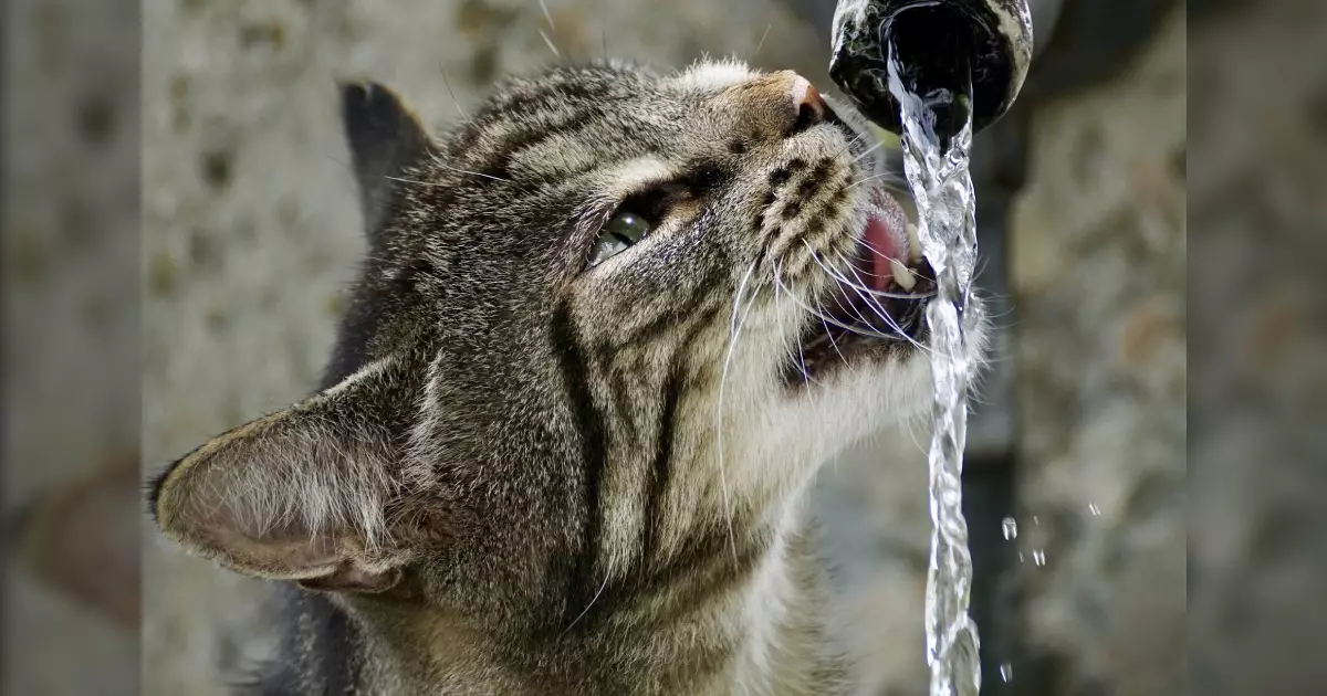 The Essential Secrets to Maintaining a Fresh and Vibrant Cat Water Fountain
