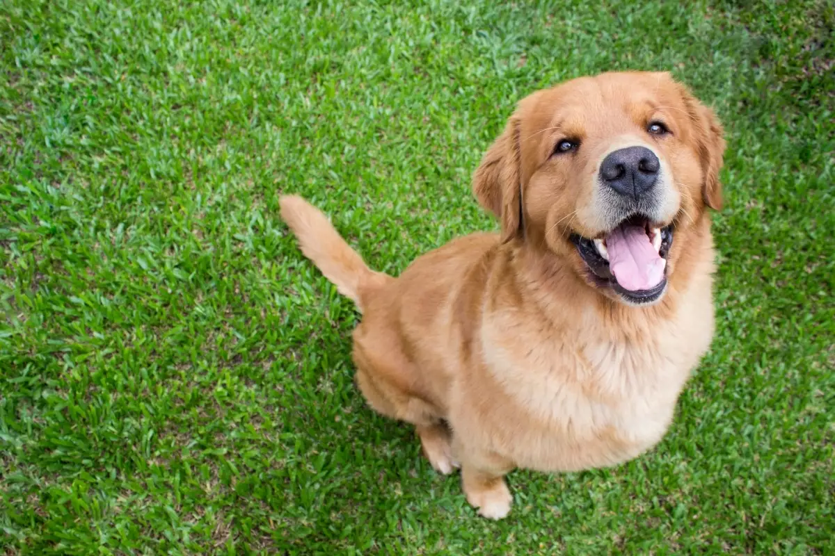 Unbreakable Bonds: The Dogs That Embrace You Instantly and Change Your Life