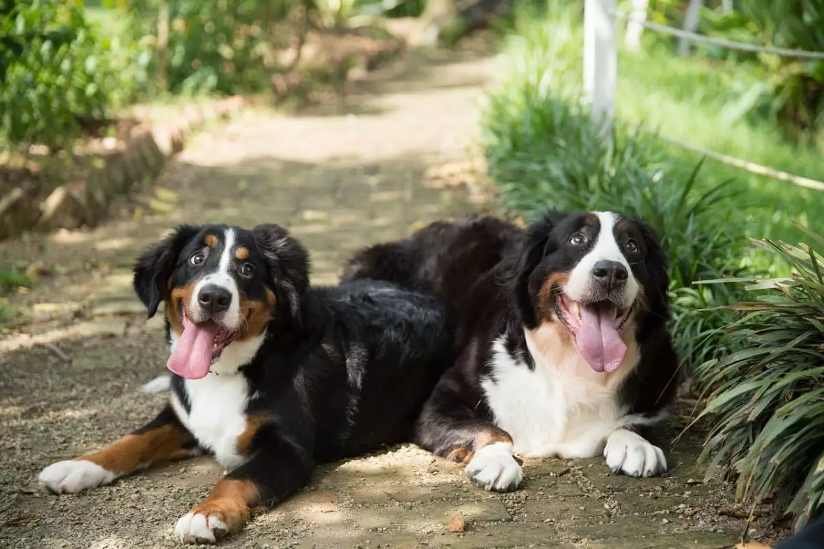 The Power of Canine Warmth: How Dogs Transform Our Social World