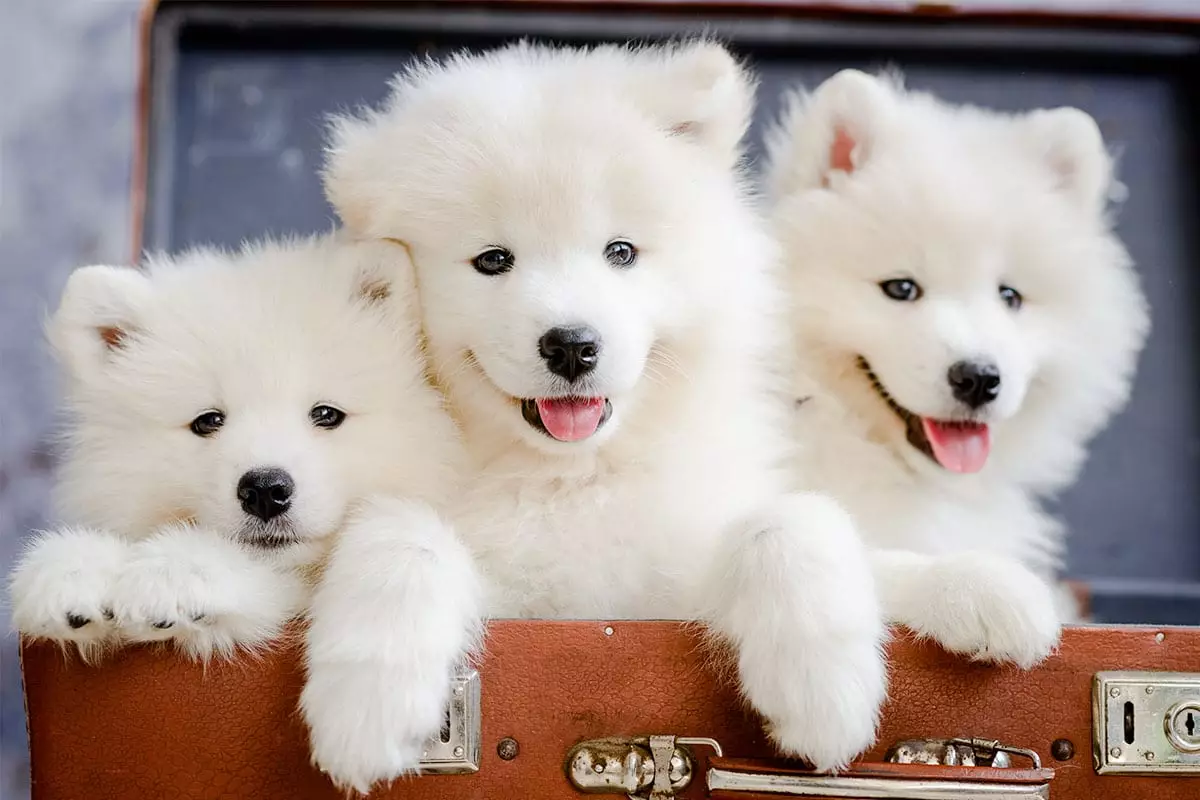 The Power of a Dog’s Smile: Unveiling Loyalty, Love, and Unmatched Joy