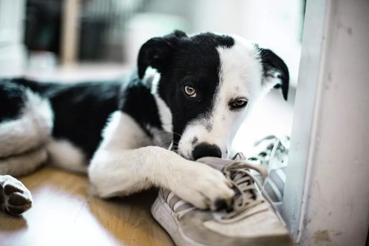 The Hidden Power of a Dog’s Nose: Unlocking Their World Through Smell