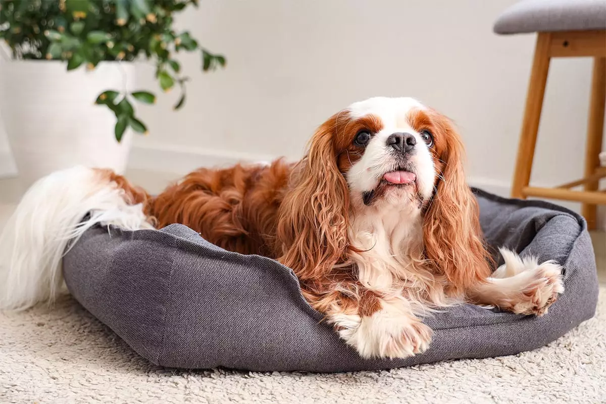 The Power of Unwavering Loyalty: How Incredibly Clingy Dogs Enrich Our Lives
