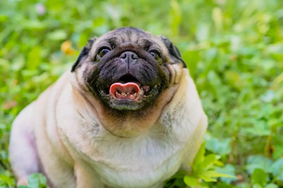 Ageless Joy: The Unbreakable Spirit of Playful Dogs