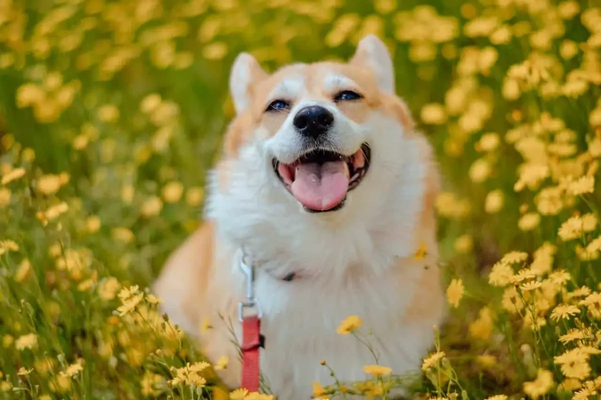 The Unmatched Power of a Dog’s Joy: How Furry Friends Transform Our Lives